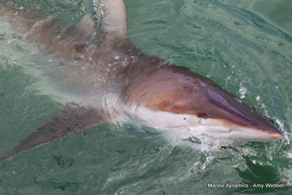 Bronze whaler sharks, Gansbaai, South Africa