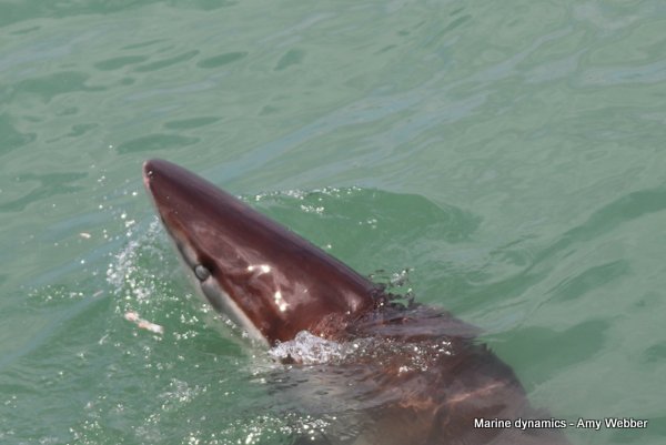 Bronze whaler sharks, Gansbaai, South Africa