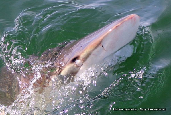 Shark Cage Diving, South Africa
