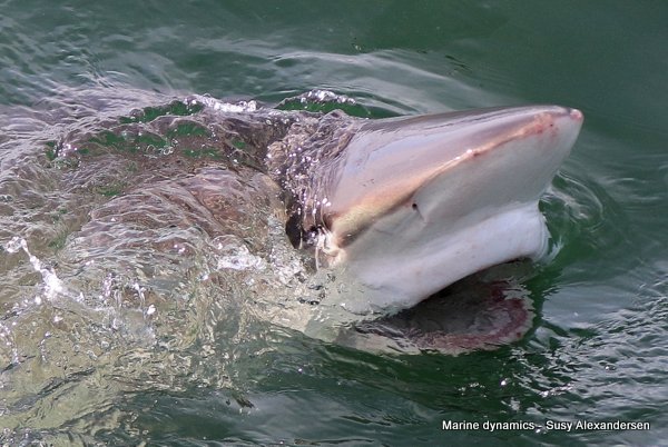 Shark Cage Diving, South Africa