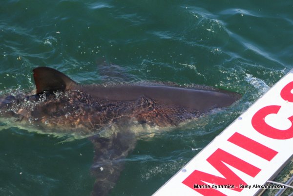 Shark Cage Diving, South Africa