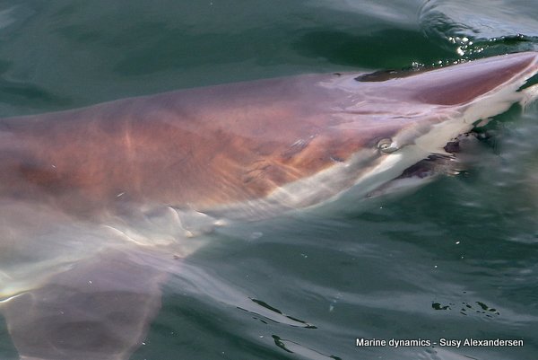 Shark Cage Diving, South Africa