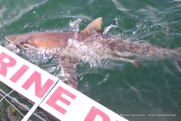 Shark Cage Diving, South Africa