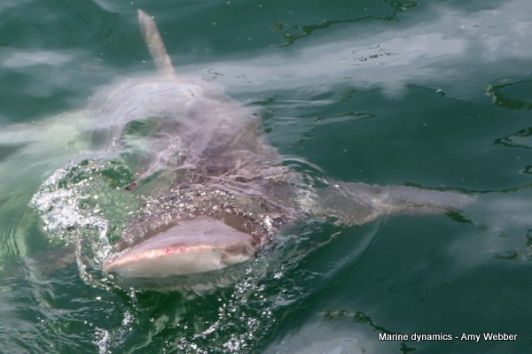 Bronze whaler shark, South Africa