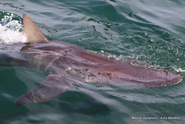 Bronze whaler shark, South Africa