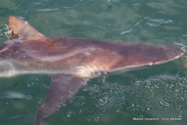 Bronze whaler shark, South Africa