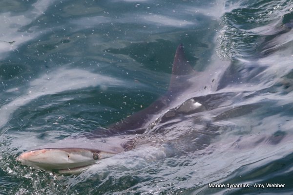 Bronze whaler shark, South Africa