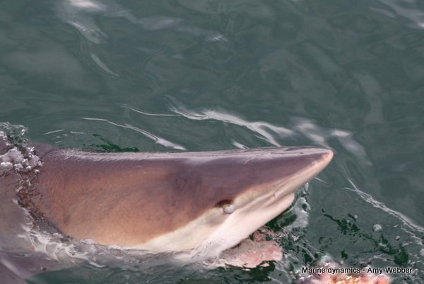 Bronze whaler sharks, South Africa