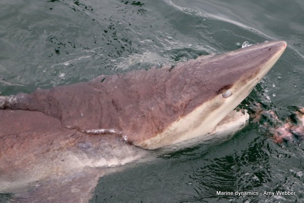Bronze whaler sharks, South Africa