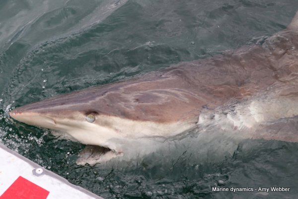 Bronze whaler shark, South Africa