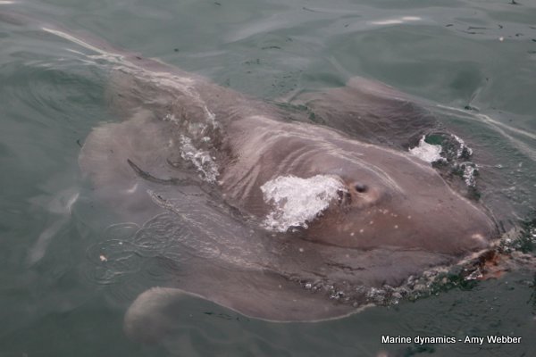 Short-tail stingray, South Africa