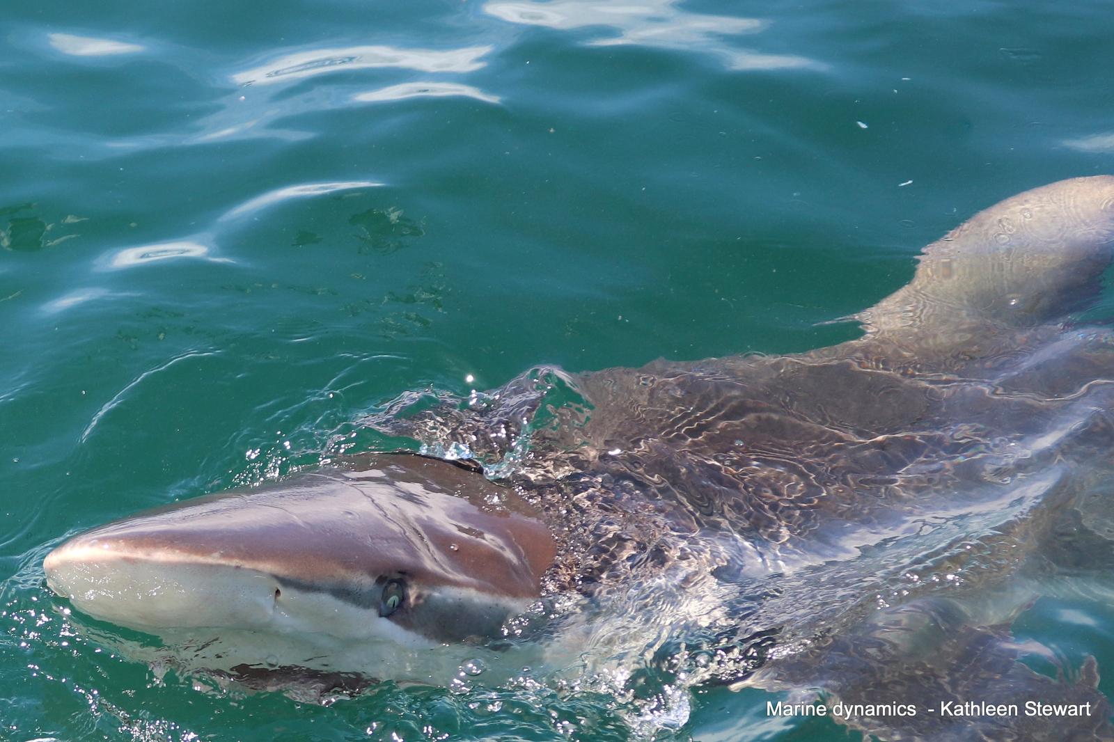 bronze whaler shark, south africa