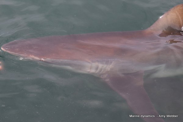 Bronze whaler shark, South Africa