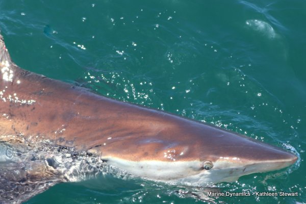 Bronze whaler shark, South Africa