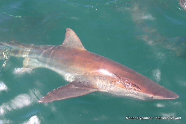 Bronze whaler shark, South Africa