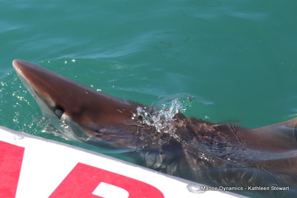 Bronze whaler shark, South Africa