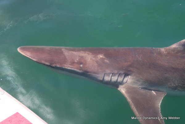 Bronze whaler shark, South Africa