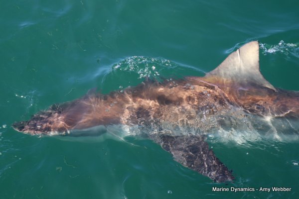 Bronze whaler shark, South Africa