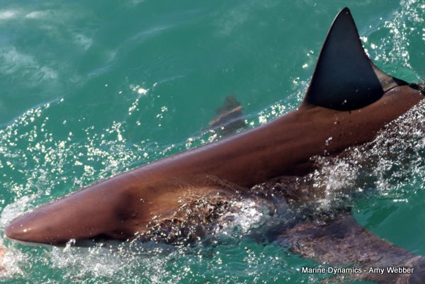 Bronze whaler shark, South Africa
