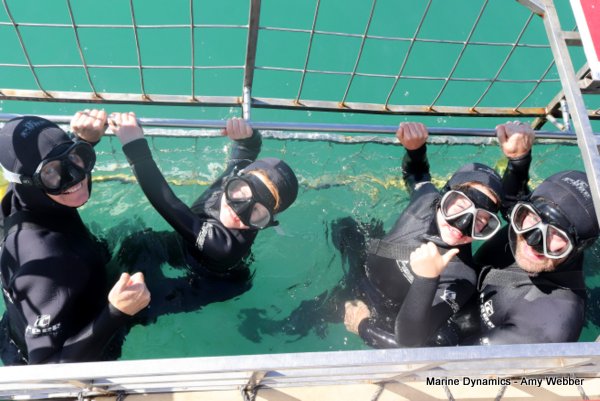 Shark Cage Diving, South Africa