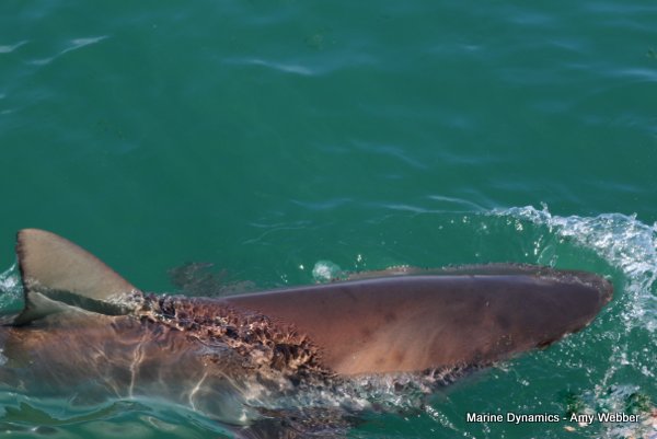 Bronze whaler shark, Shark cage diving, Gansbaai, Western Cape