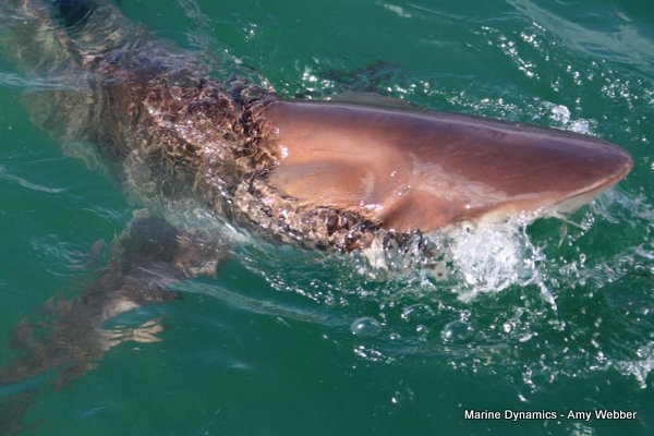 Bronze whaler shark, Shark cage diving, Gansbaai, Western Cape