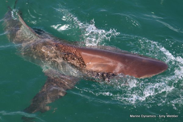 Bronze whaler shark, Shark cage diving, Gansbaai, Western Cape