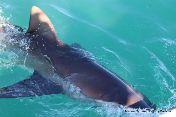 Bronze whaler shark, Shark cage diving, Gansbaai, Western Cape