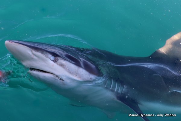 Bronze whaler shark, Shark cage diving, Gansbaai, Western Cape
