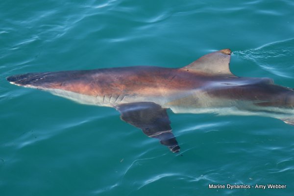 Bronze whaler shark, Shark cage diving, Gansbaai, Western Cape