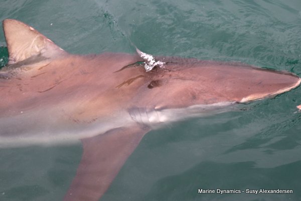 Shark Cage Diving, South Africa