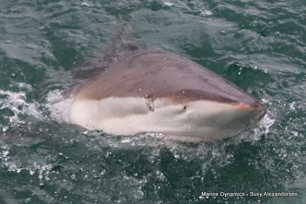 Bronze whaler shark, Shark cage diving, Gansbaai, Western Cape
