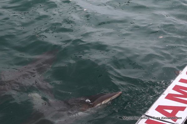 Bronze whaler shark, Shark cage diving, Gansbaai, Western Cape