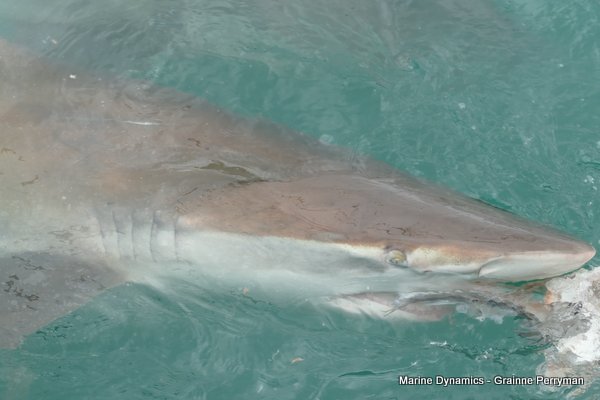 Bronze whaler shark, Shark cage diving, Gansbaai, Western Cape