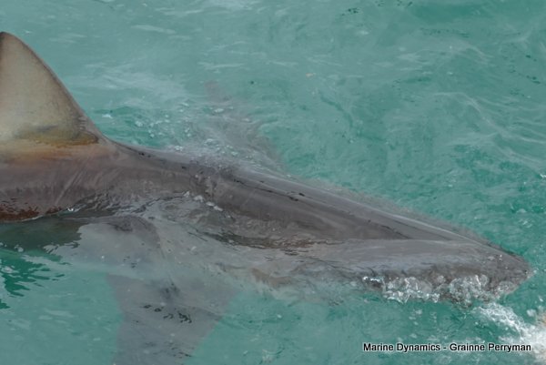 Bronze whaler shark, Shark cage diving, Gansbaai, Western Cape