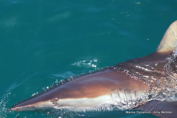 Bronze whaler shark, Shark cage diving, Gansbaai, Western Cape