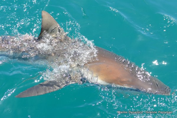 Bronze whaler shark, Shark cage diving, Gansbaai, Western Cape