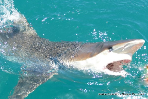 Bronze whaler shark, Shark cage diving, Gansbaai, Western Cape