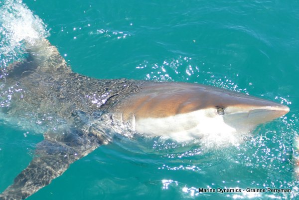 Bronze whaler shark, Shark cage diving, Gansbaai, Western Cape