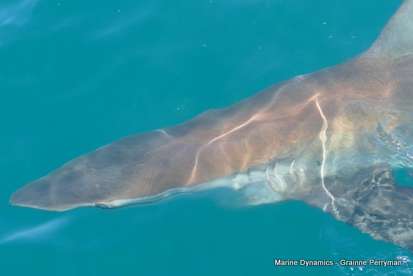 Bronze whaler shark, Shark cage diving, Gansbaai, Western Cape