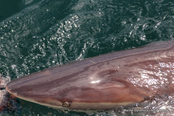 Bronze whaler shark, Shark cage diving, Gansbaai, Western Cape
