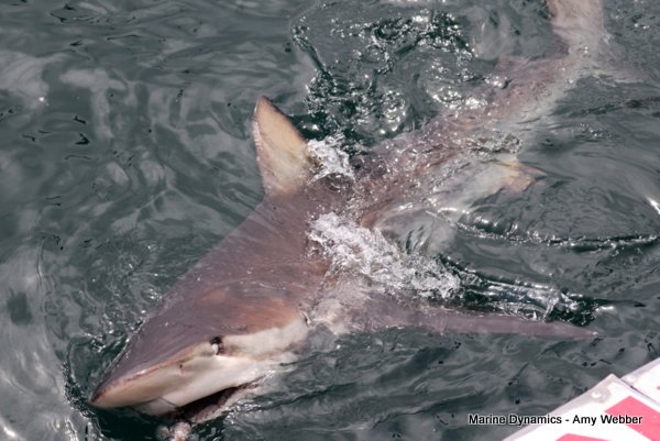 Bronze whaler shark, Shark cage diving, Gansbaai, Western Cape