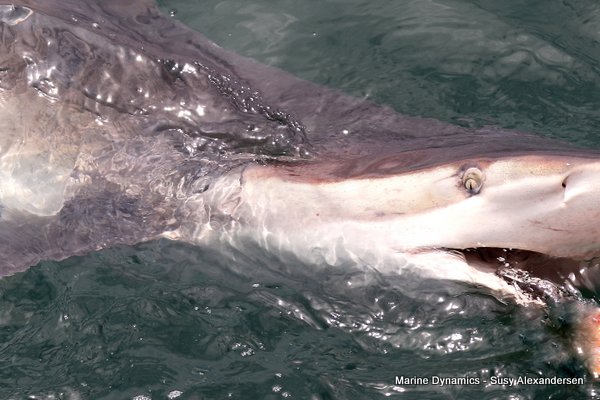 Bronze whaler shark, Shark cage diving, Gansbaai, Western Cape