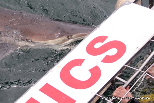 Bronze whaler shark, Shark cage diving, Gansbaai, Western Cape