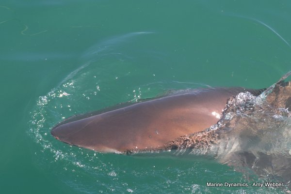Bronze whaler shark, Shark cage diving, Gansbaai, Western Cape
