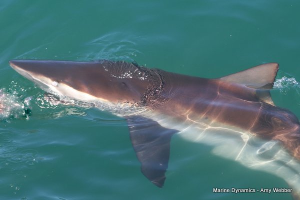Bronze whaler shark, Shark cage diving, Gansbaai, Western Cape