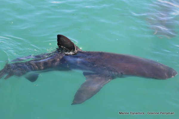 Bronze whaler shark, Shark cage diving, Gansbaai, Western Cape
