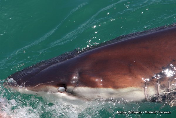 Bronze whaler shark, Shark cage diving, Gansbaai, Western Cape