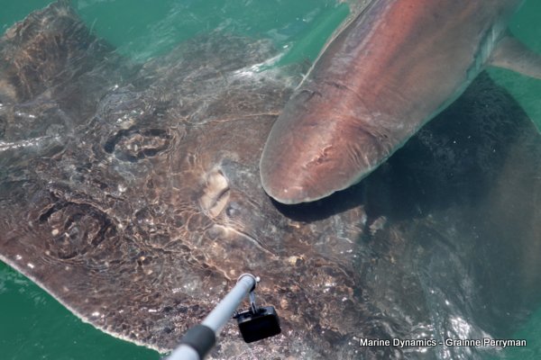 Bronze whaler shark, Shark cage diving, Gansbaai, Western Cape