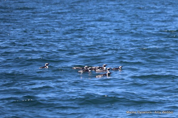 African Penguins, Shark cage diving, Gansbaai, Western Cape